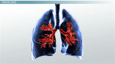 How Our Lungs Work Main Processes And Function Video And Lesson