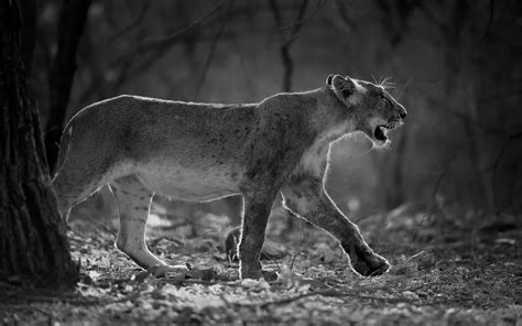 Asiatic Lion Photography Tour At Gir Private Guided Safaris