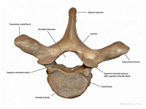 Thoracic Vertebrae Anatomy Labeled