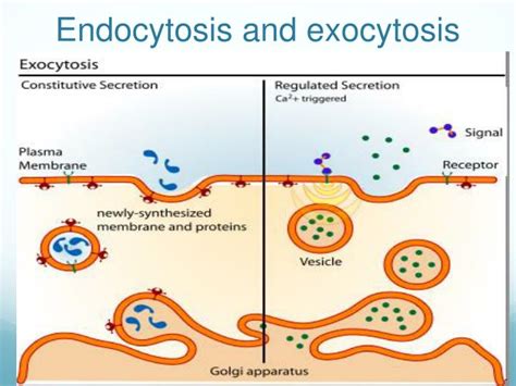 Endocytosis And Exocytosis Endocytosis And Exocytosis Youtube