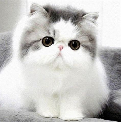 We have both long and short hair (exotic). 25+ bästa Teacup Persian Cats idéerna på Pinterest ...