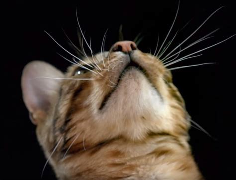 Why do cats have whiskers. Why Do Cats Have Whiskers? | Mind Detour