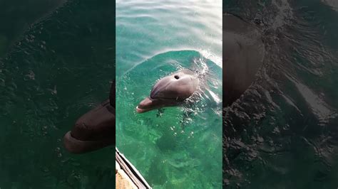 Israel Eilat 🐬 Dolphin Reef Izrael Delfiny Youtube