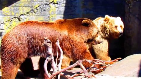 Copenhagen Zoo Brown Bears Mating Youtube