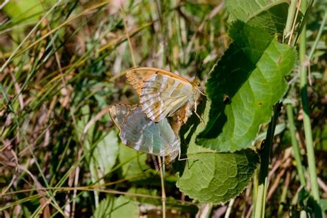Silver Washed Fritillary Argynnis Paphia Butterflies Naturegate