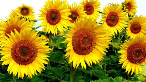 If you're looking for the best yellow flowers wallpaper then wallpapertag is the place to be. Sunflower Yellow Flowers plants 4k HD Desktop Wallpapers ...
