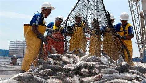 Sobreexplotación De Los Recursos Marinos Piscicultura Sobrepesca Pesca