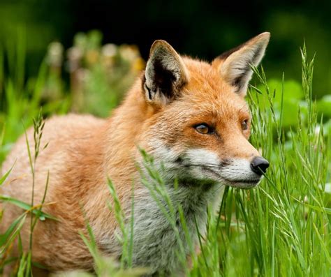 9 Different Types Of Foxes Plus Photos Animals Hq