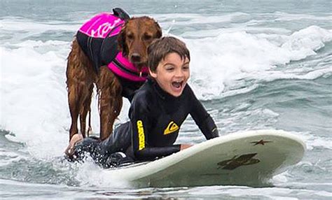 Meet Ricochet The Surfing Dog Who Helps Her Human Friends Ride The