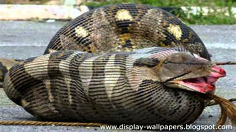 Worlds Largest Anaconda Snake Discovered Youtube
