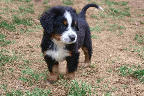 63 Miniature Bernese Mountain Dog Breeder Picture Bleumoonproductions