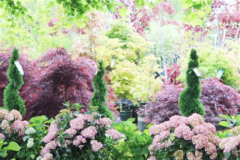 Get info on greenacres nursery in spokane valley, wa 99016 read 1 review, view ratings, photos and more. Trees and Plants | Gibsons Landscape and Nursery