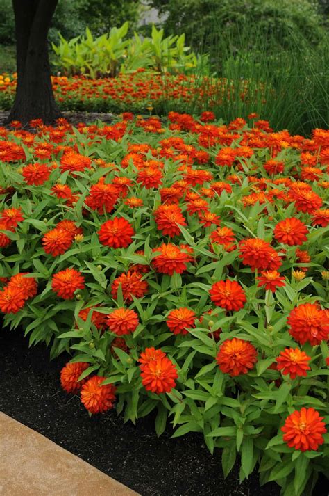 There are trailing varieties and clumping varieties, so make sure you choose the form that's best for you. Zinnia Double Zahara Fire | All-America Selections