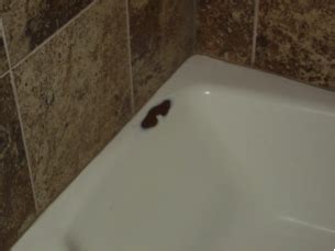 An expert guide that shows how to clean a porcelain enamel bathtub using different types of cleaners, with insight about which is best for each project. Bath and Tub Repair - Surface Specialists Metro - Repair ...