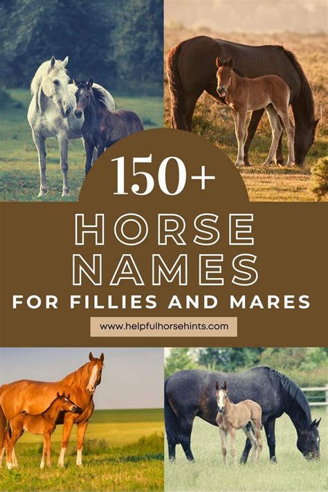 150 Horse Names For Fillies And Mares Tips For Naming Baby Horse