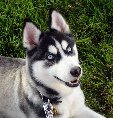 Siberian Husky Blue Eyes Images And Pictures Becuo