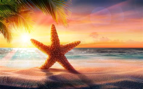 Pictures Sea Stars Beach Sea Nature Summer Sand Sunrise