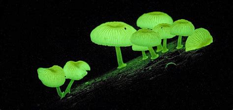 Luminous Fungi 3 Stuffed Mushrooms Fungi Glowing Mushrooms