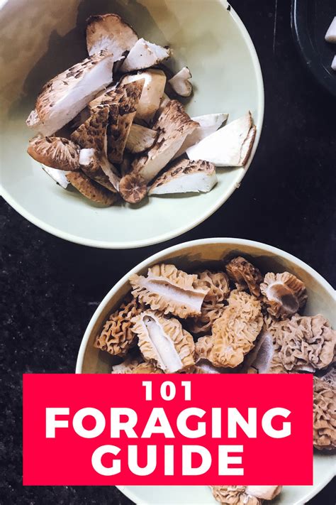 Foraging Edible Plants A Beginners Guide To Foraging With Confidence