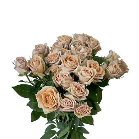 Spray Roses Cappuccino Beige Brown Potomac Floral Wholesale In