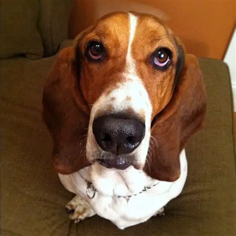The 16 Funniest Basset Hound Jokes You Should Tell The Paws