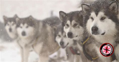 Sled Dog Breeds Explained Alaskan Malamute Northernwolf Sled Dog