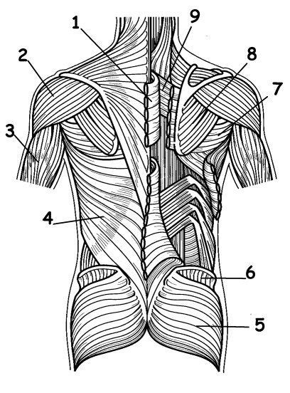 Blank Muscle Naming Diagram Anatomy