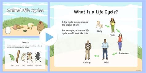 Animal Life Cycles Powerpoint Teacher Made Twinkl