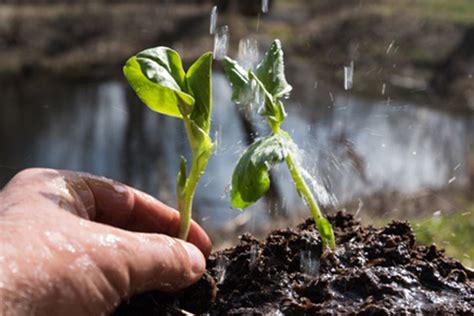 Believe it or not, you're more likely to kill your indoor plants by overwatering them than by underwatering them. The Best Tips On Watering Plants