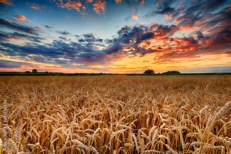 Beautiful Summer Sunrise Over Wheat Fields Stock Photo Adobe Stock