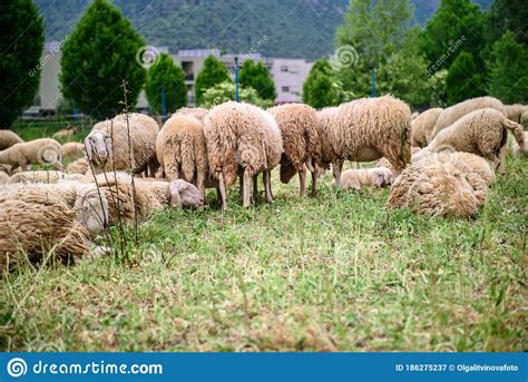 The Rear View Of The Sheep On The Field Stock Image Image Of Animal