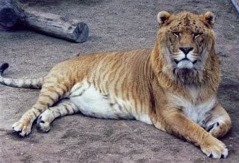 El Tigon Un Felino Que Desafía Las Leyes De La Naturaleza