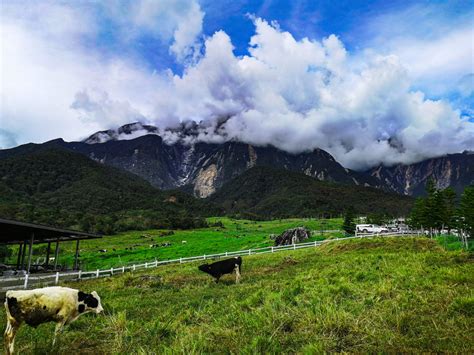 Here are the opinions of trip advisor's users who visited the farm. Desa Cattle Dairy Farm - Things to do in Kota Kinabalu ...