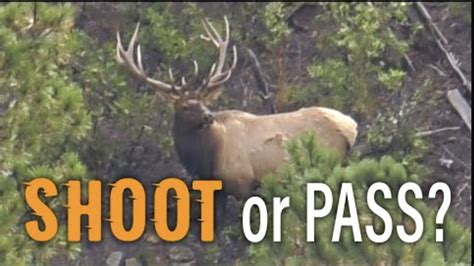 Elk Hunting In Colorado With Ike Eastman Eastmans Official Blog