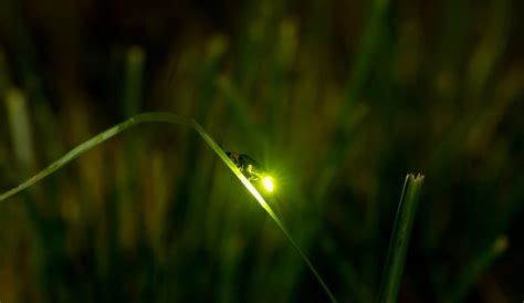 Flickering Fireflies Meaning Firefly Wikipedia