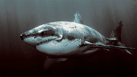 Wallpaper Underwater Great White Shark 1920x1080 Px Vertebrate
