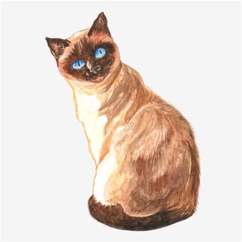 Brown Cat Vector Hd Images Brown Watercolor Cat Illustration Cute