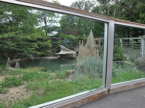 American Alligator Exhibit In Turtle Back Zoo