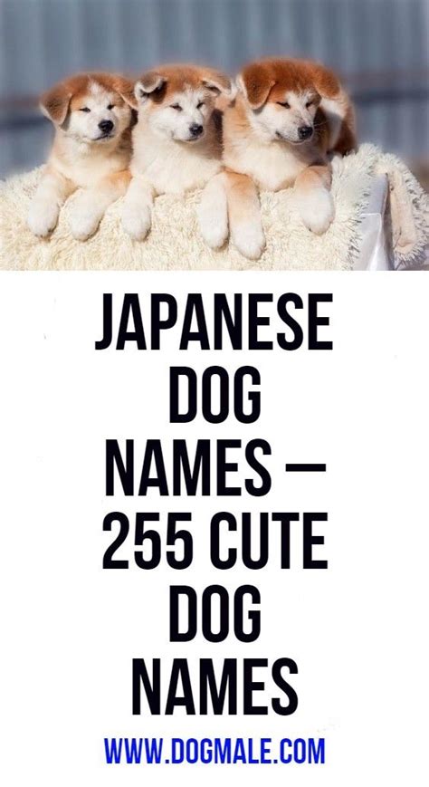 Cute Japanese Names For Dogs Male | hno.at