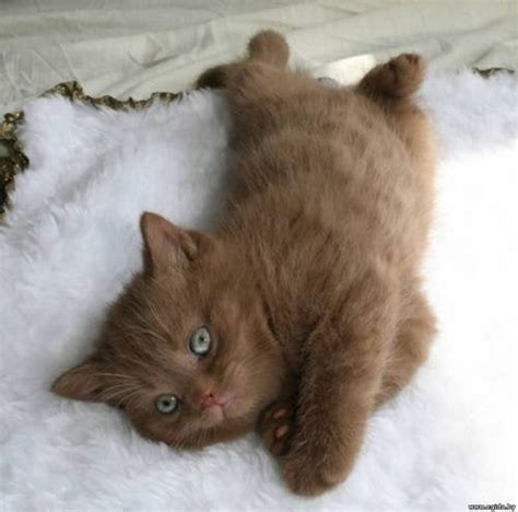 British Shorthair Cinnamon Kitten Aww