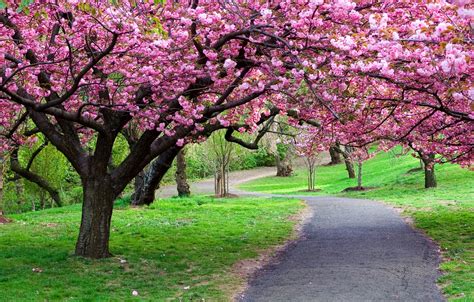 Wallpaper Tree Flower Park Path Grass Cherry Blossom