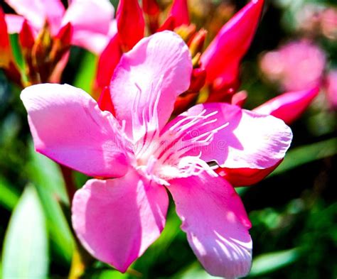 The Oleander Grows In The Mediterranean It Is Available In Different