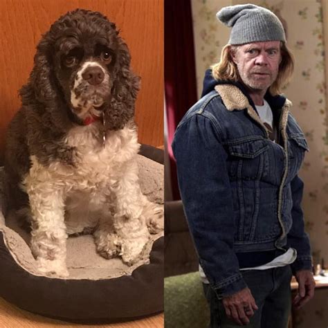 Apparently My Dog Resembles William H Macy Rpics