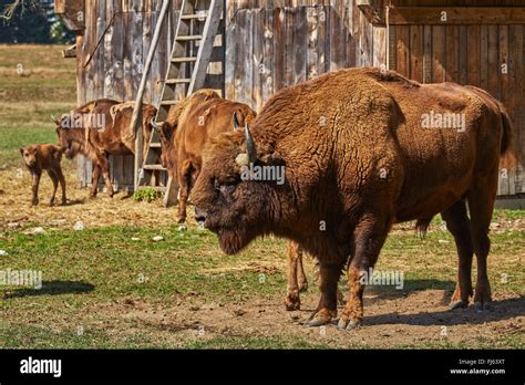 Large European Bison Bison Bonasus Dominant Bull And His Herd In A