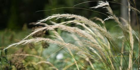 8 Grasses That Are Native To Missouri Gfl Outdoors