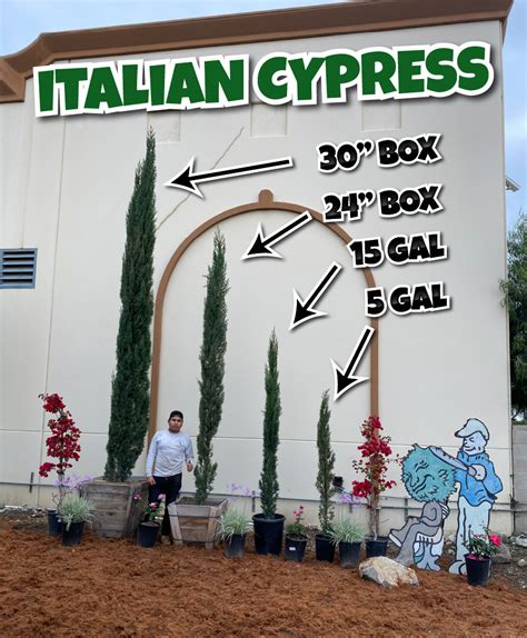 Italian Cypress Garden View Nursery