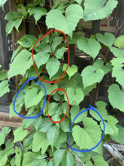 These Vines Are Growing Pretty Quickly In My Yard I Think There Are 2