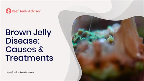 Brown Jelly Disease Causes And Treatment Reef Tank Advisor
