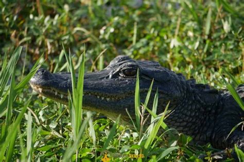 Kayaking With Alligators A Guide To Stay Safe Outdoor Skilled