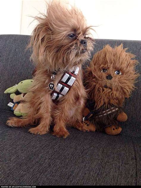 Chewbacca Dog Costume A Place To Love Dogs Chewbacca Dog Dogs Pet